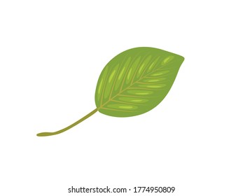 Ilustración plana de la hoja perecedera arte botánico