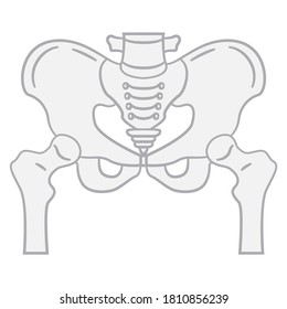 Flat illustration of the pelvis