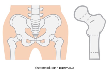 Flat illustration of the pelvis