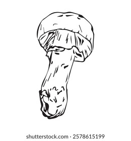 Flat illustration Polish mushroom, hand drawn in graphic style. Mushroom for design. Vector illustration