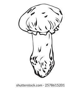 Flat illustration Polish mushroom, hand drawn in graphic style. Mushroom for design. Vector illustration