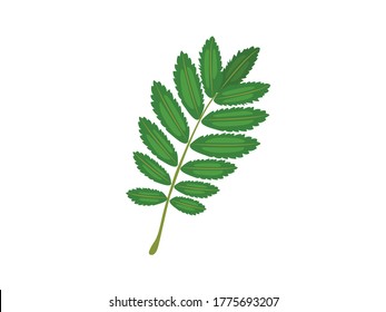Flat Illustration Rowan Leaf Botanical Art
