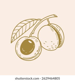 Esboço de ilustração plana da fruta Longan (Klengkeng), mostrando a aparência única da fruta tropical e o sabor doce. Perfeito para comida, viagens e projetos com tema do Sudeste Asiático.
