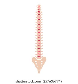 Flat illustration of spine icon for web isolated on white. Spine icon.