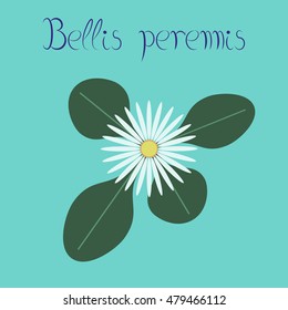 flat illustration stylish background plant Bellis