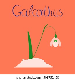 flat illustration stylish background plant Galanthus