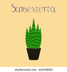 flat illustration stylish background plant Sansevieria