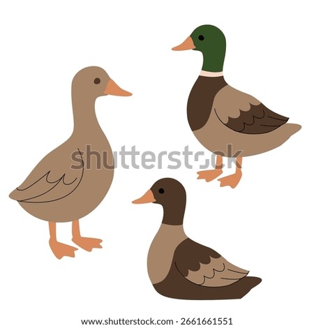 Flat illustration of three ducks in various shades of brown and green, shown in different poses. Simple cartoon style, perfect for farm-themed projects, childrens books, and educational materials