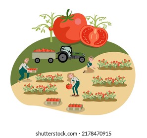 Flat illustration. Tomato cultivation concept. Agriculture. Farming. It is a highly nutritious vegetable. make it healthy.