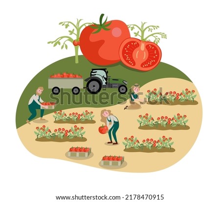 Flat illustration. Tomato cultivation concept. Agriculture. Farming. It is a highly nutritious vegetable. make it healthy.