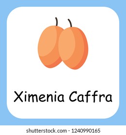 Flat Illustration of Ximenia Caffra with Text Vector Design. Education for Kids.