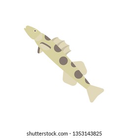 Flat illustration of a zingel fish for food market and restaurant.