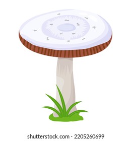 A flat illustrative vector of mushroom 