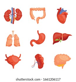 Flat infographic element with internal organs for healthcare design. Human anatomical structure cartoon vector set. Kidneys, intestines, heart, lungs, stomach, liver, bladder, spleen, brain