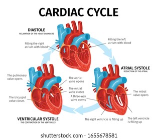 cardiac cycle of heart