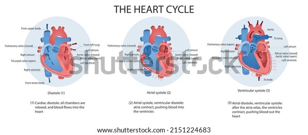 Flat Infographics Heart Anatomy Diagram Phases Stock Vector (Royalty ...