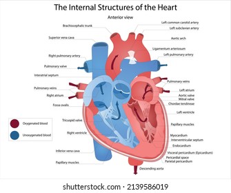  Flat Infographics With Heart Anatomy. Human Heart Blood Flow Illustration. Human Heart Anatomy Illustration. Educational Diagram Showing Blood Flow With Main Parts Labeled. Vector Illustration. 