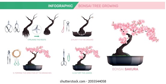 Flat infographics showing stages of bonsai sakura tree planting and growing and necessary tools vector illustration