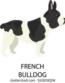 Flat isolated bulldog. Dog breed illustration vector. 