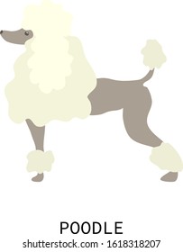 Flat isolated poodle. Dog illustration vector.