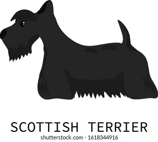 Flat isolated scottish terrier. Dog breed illustration vector.