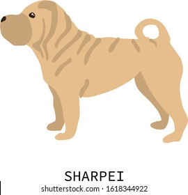 Flat isolated sharpei. Dog breed illustration vector.