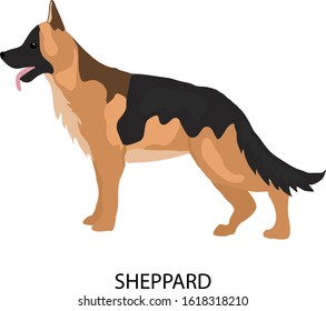 Flat isolated sheppard. Dog breed illustration vector.