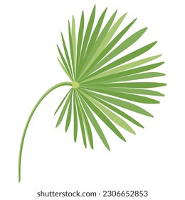 Imagen plana de hojas verdes de palma, elemento de decoración tropical para patrones, papel pintado, envolturas