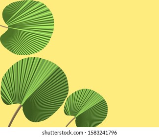 Flat lay  leaves and branches of palm trees. Tropical leaf background,trendy text space.Design poster, banner, web site, isolated illustration.