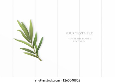 Flat lay top view elegant white composition tarragon leaf on wooden floor background.