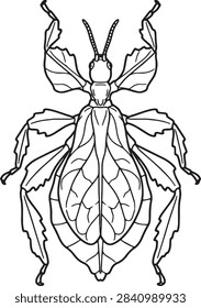 Flat Leaf Insect Top View Outline Illustration for Biology