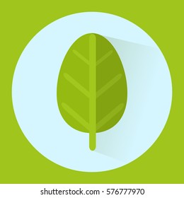 Flat Leaf isolated with blue and green background, vector illustration