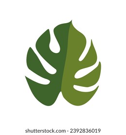 flat leaf monstera top view. doodle monstera isolated on white background. leaf poster