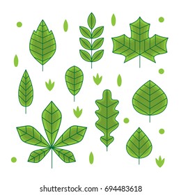 Flat line design autumn leaves. Set of green vector differently shaped linear leaves. Maple, oak, birch, chestnut