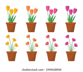 
flat lotus and tulip flower in pots vector illustration png