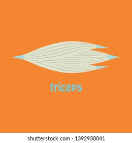 Flat medical illustration of Human arm muscles.