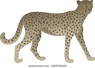 Flat minimalist color illustration of cheetah standing, walking. African exotic wild animal clipart isolated on white background.