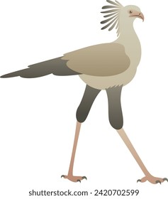 Flat minimalist color illustration of Secretary Bird standing, walking. African exotic wild animal clipart isolated on white background.