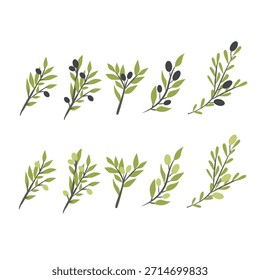 Flacher minimalistischer Olivenzweig mit Blättern und Oliven. Saubere, moderne Vektor botanische Elemente in einem einfachen flachen Stil, perfekt für Branding, Verpackung, Logos, Einladungen, Hochzeitsdesign