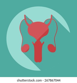 Flat modern design with shadow icons male reproductive system