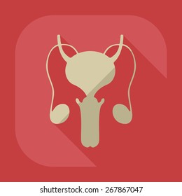Flat modern design with shadow icons male reproductive system