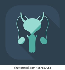 Flat modern design with shadow icons male reproductive system