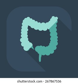 Flat modern design with shadow icons large intestine