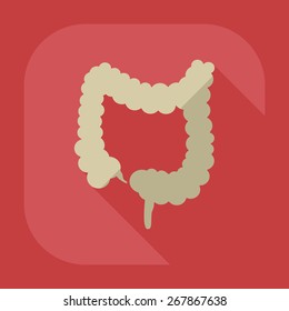 Flat modern design with shadow icons large intestine