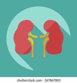 Flat modern design with shadow icons kidneys