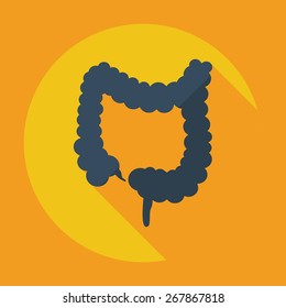 Flat modern design with shadow icons large intestine