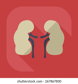 Flat modern design with shadow icons kidneys