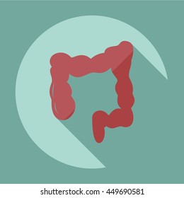 Flat modern design with shadow icons large intestine