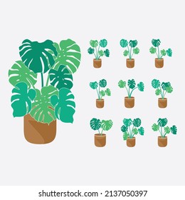 Planta plana de colección Monstera en Vas