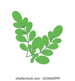 flat moringa leaves icon set. isolated on white. vector illustration.